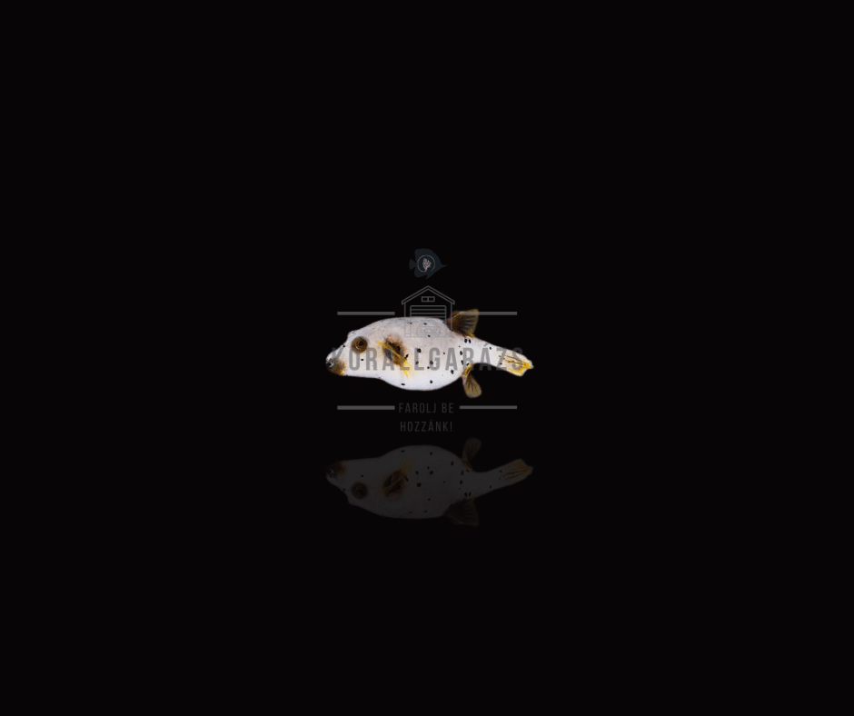 Arothron Nigropunctatus